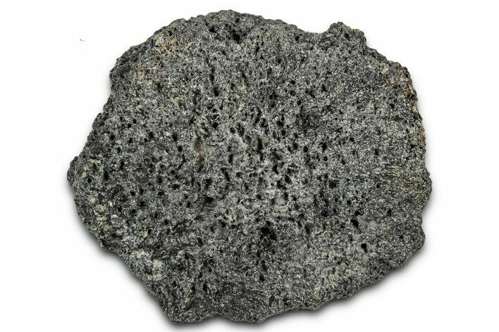 Fossil Glyptodont (Glyptotherium) Bony Armor Osteoderm - Florida #351082